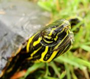 Close-up photo of the yellow and black head of a painted turtle.
