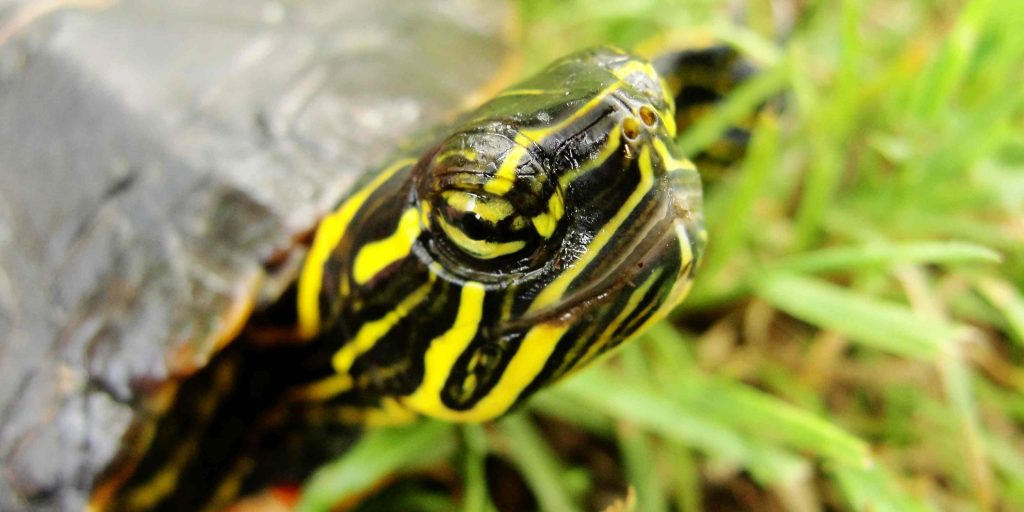 Close-up photo of the yellow and black head of a painted turtle.
