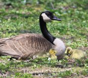 A Canada Goose rests in the grass with two goslings.