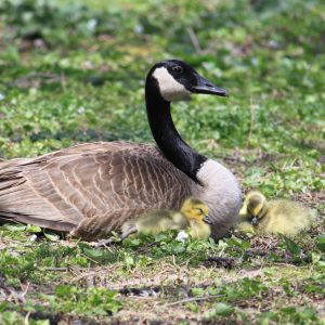 A Canada Goose rests in the grass with two goslings.