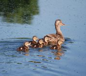 A female Mallard Duck swims through the water, leading the way for five ducklings.