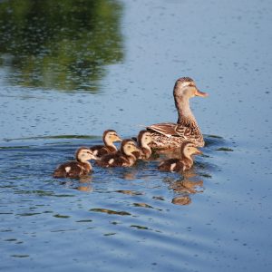 A female Mallard Duck swims through the water, leading the way for five ducklings.