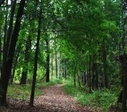 A trail covered in fallen leaves weaves through a stand of trees.