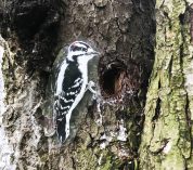A cutout image of a male downy woodpecker is affixed to the trunk of a large tree at the Kellogg Bird Sanctuary.