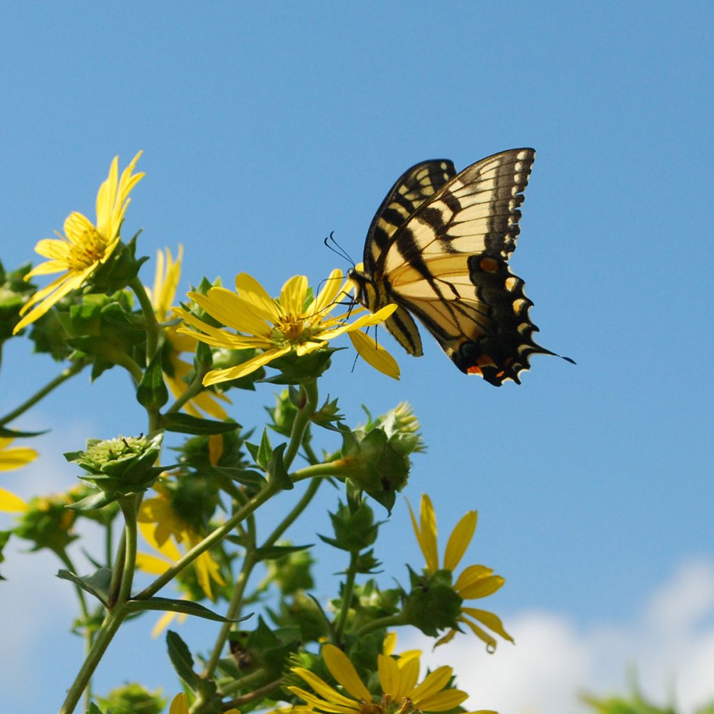 A Tiger Swallowtail butterfly, mostly yellow with black, orange and blue markings, perches on a yellow bloom. Credit to Kimberly Ginn.