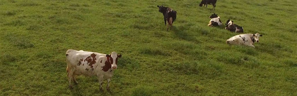 Black-and-white cows rest and graze in a pasture at Caney Fork Farm.