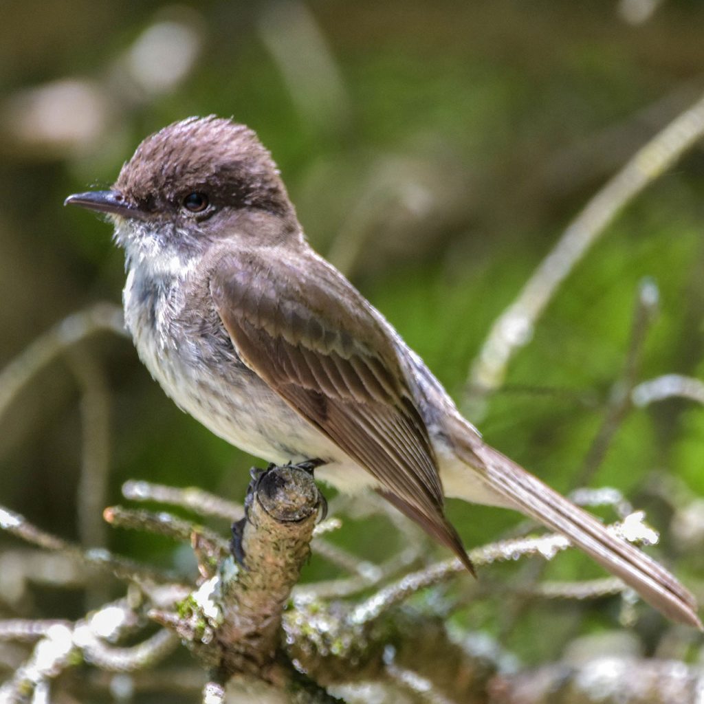 An Eastern Phoebe, a brown-grey bird with a long tail, perches on a branch. Credit to Jack Bulmer.
