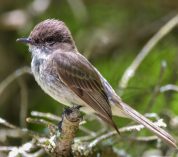 An Eastern Phoebe, a brown-grey bird with a long tail, perches on a branch. Credit to Jack Bulmer.