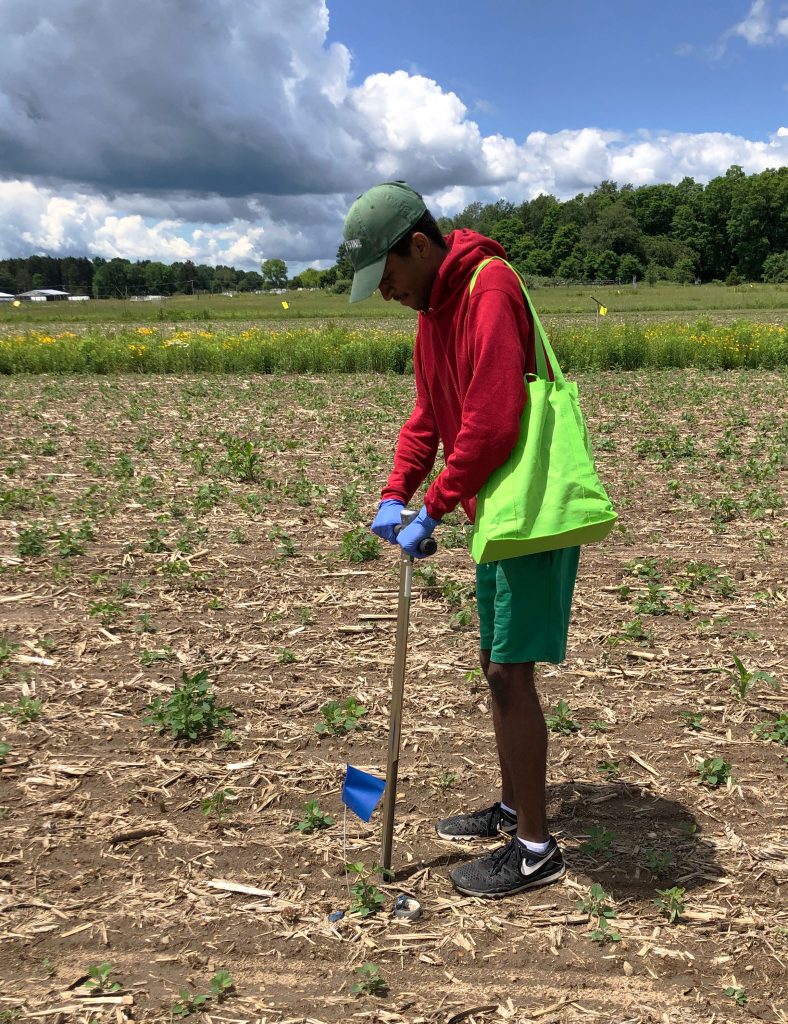 Ceco Maples digs soil out of an agricultural field, previously planted with corn, with prairie flowers, a tree line, and a cloudy blue sky in the background.