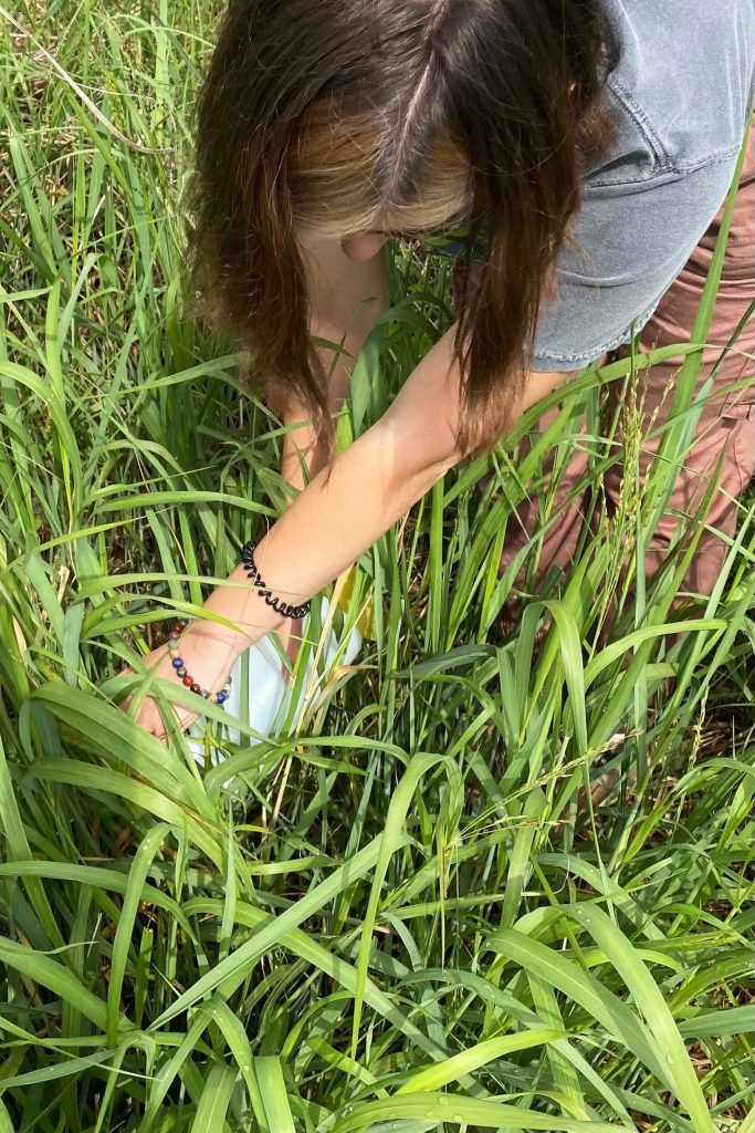 Katherine Egeler, standing in tall grass, leans over to water a switchgrass plot.