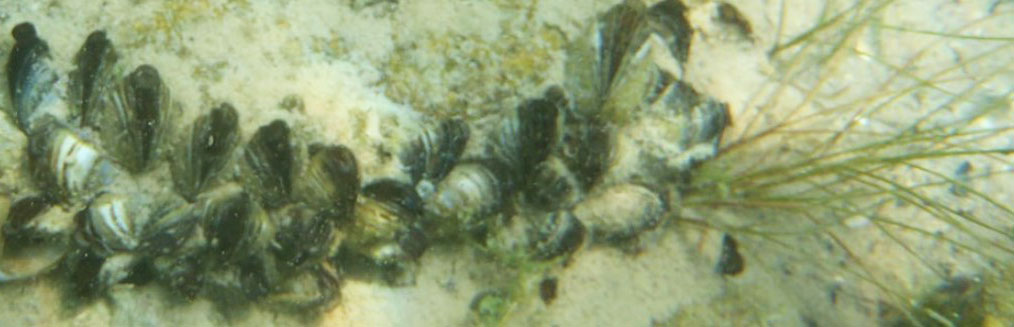 A cluster of invasive zebra mussels sits on the sandy floor of Gull Lake.