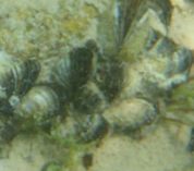 A cluster of invasive zebra mussels sits on the sandy floor of Gull Lake.