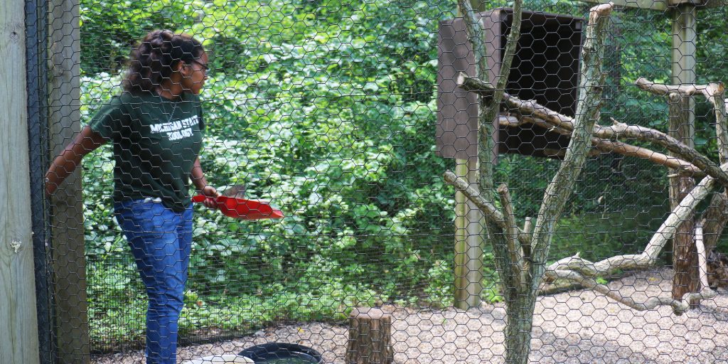 Ashlynn Toles enters a fenced enclosure at the Kellogg Bird sanctuary to deliver fresh food and water to one of the Sanctuary's resident birds.
