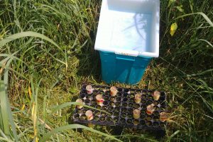 Rain-collecting equipment and a tray of seedlings used in the study sit on the ground near a plot of mature switchgrass plants.