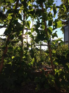 sunlit beans growing on a trellis