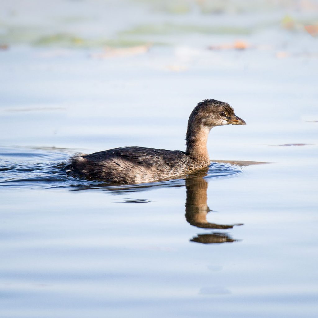 A Pied-billed Grebe swims through calm waters in Wintergreen Lake at the Kellogg Bird Sanctuary. Credit to Rick Viel.