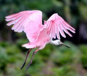 A Roseate Spoonbill flies with outstretched legs against a blurred green background.