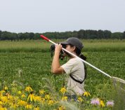 KBS LTER undergraduate researcher Annabelle McCarthy, peers through binoculars while standing in an agricultural field planted with prairie strips. Credit to Jamie Smith.