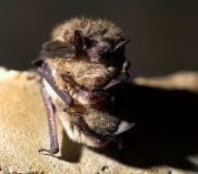 A trio of brown bats huddle on a stone surface.