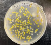 Yellow and white microbes grow in a petri dish.