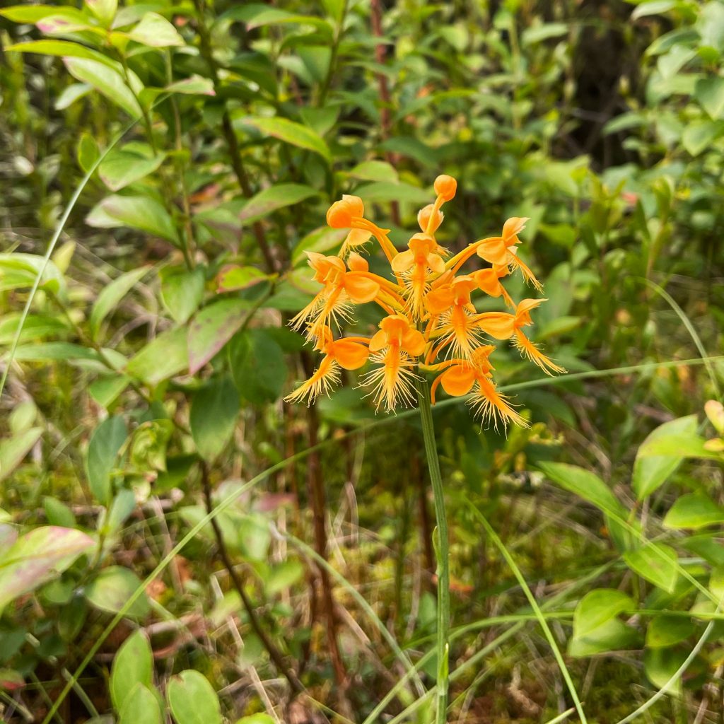 A blooming orange-fringed orchid grows amongst other plants.