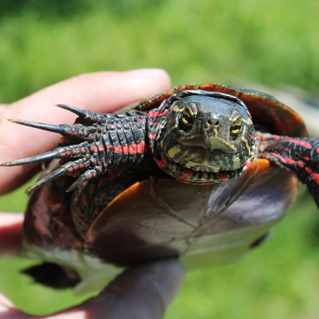 Close-up image of the underbody and face of a painted turtle.