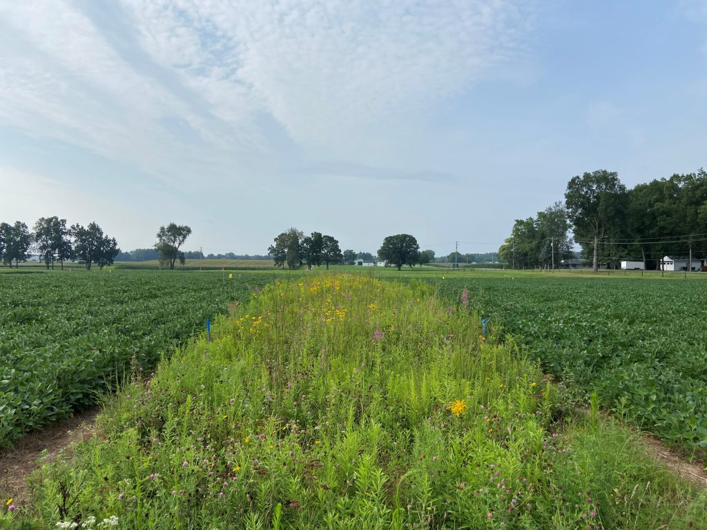 Prairie strips are planted within agricultural research fields at the W.K. Kellogg Biological Station Long-Term Ecological Research site.