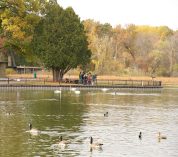 A group of people stand together, watching birds and taking photos, on the shores of Wintergreen Lake with swans in the foreground and trees in autumn color in the background.