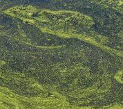 Green algal blooms cover the surface of lakewater. Credit to Liz Harrell.