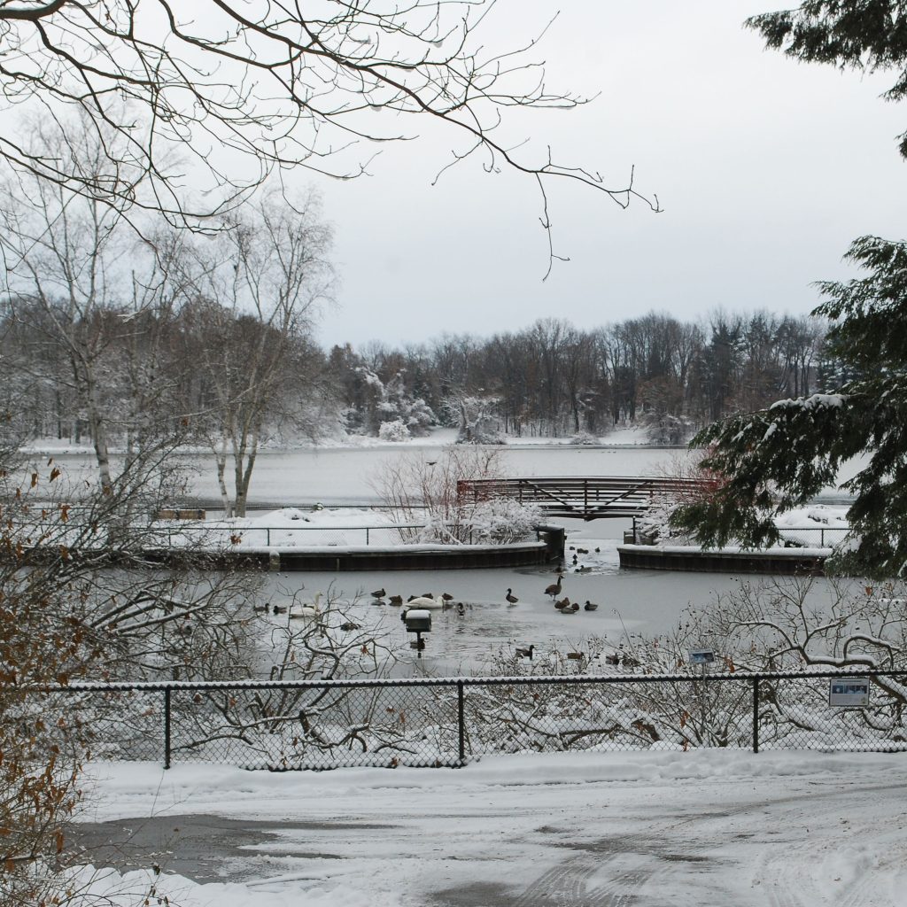 Snowy view of the Sanctuary's foot bridge and Wintergreen Lake, with waterfowl in the foreground.