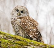 A Barred Owl rests on a mossy log. Credit to Josh Haas.