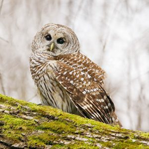 A Barred Owl rests on a mossy log. Credit to Josh Haas.