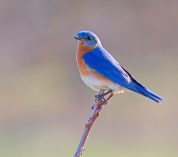 An Eastern Bluebird perches on a twig against a blurred background. Credit to Josh Haas.