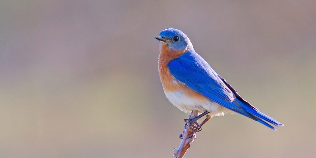 An Eastern Bluebird perches on a twig against a blurred background. Credit to Josh Haas.