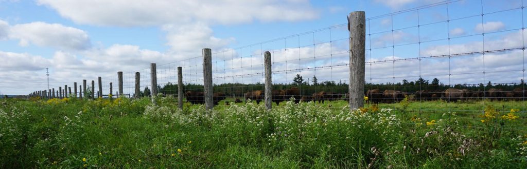 A fence runs alongside a pasture where cows are grazing, on Conservation Reserve Program acreage.