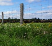 A fence runs alongside a pasture where cows are grazing, on Conservation Reserve Program acreage.