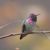 A male Anna's Hummingbird, with bright pink head feathers, perches on a branch in Grand Marais, Michigan. Credit to Skye Hass.