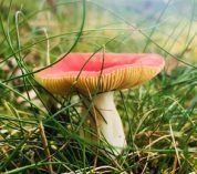 A mushroom grows in the grass at W.K. Kellogg Biological Station.