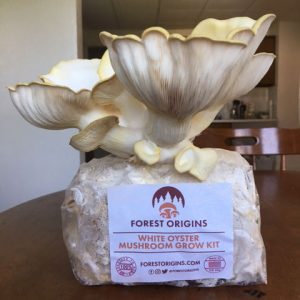 White oyster mushrooms grow from a kit.