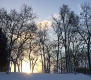 The sun rises behind a stand of deciduous trees on a snowy ridge.