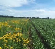 A prairie strip containing flowering, native plants runs alongside a field planted with corn at the KBS Long-term Ecological Research program site.
