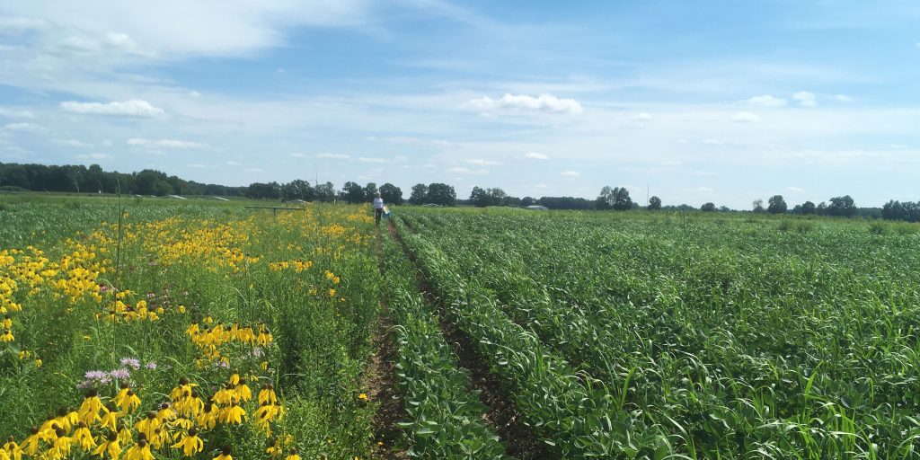 A prairie strip containing flowering, native plants runs alongside a field planted with corn at the KBS Long-term Ecological Research program site.