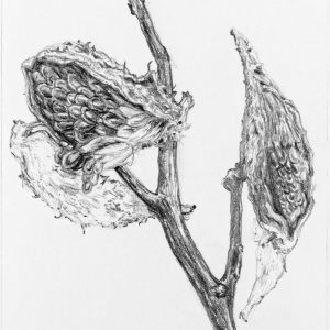 Black-and-white sketch of milkweed seed pods by Taylor Scamehorn.