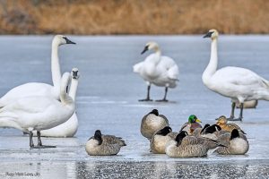 Swans, Canada geese and Mallard ducks gather on an iced-over Wintergreen Lake.