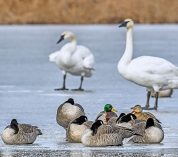 Swans, Canada geese and Mallard ducks gather on an iced-over Wintergreen Lake.
