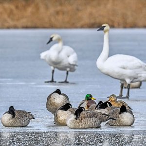 Swans, Canada geese and Mallard ducks gather on an iced-over Wintergreen Lake.