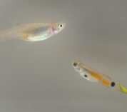 Female and male Trinidadian guppies against a grey background. Credit to Emily Kane.