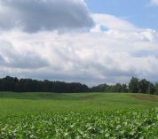 A field planted with soybeans at W.K. Kellogg Biological Station with a row of trees in the background.