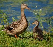A female Mallard stands with her duckling on the shore of Wintergreen Lake at the W.K. Kellogg Bird Sanctuary.