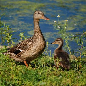 A female Mallard stands with her duckling on the shore of Wintergreen Lake at the W.K. Kellogg Bird Sanctuary.